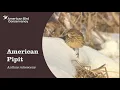 Download Lagu American Pipit: Shore Lark