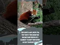 Download Lagu Adorable and Enigmatic: Enter the World of Red Pandas! #redpandas #short #funfacts