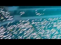 姜育恆 演唱會 - 2015.11.28 台北小巨蛋「跟往事乾杯」