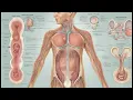 Endocrine system Cleaning, Balancing and Empowering - The 4.0 drink (Morphic Field)