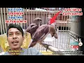 Download Lagu ANAK BURUNG EMPRIT KAJI POSITIF JANTAN