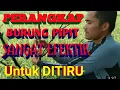 Download Lagu Cara mudah menangkap burung pipit di lahan sawah Gapoktan Sinar Belawang