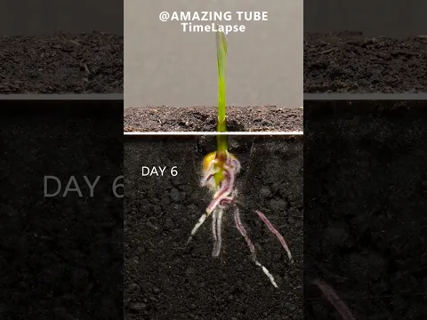 Corn Plants - Time Lapse #garden #corn #timelapse