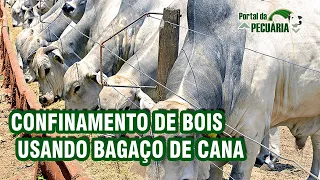 Confinamento de bois usando bagaço de cana.