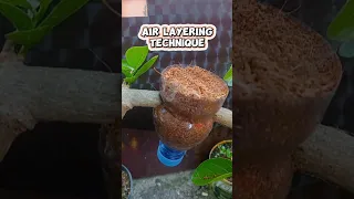 Use used bottles for air layering