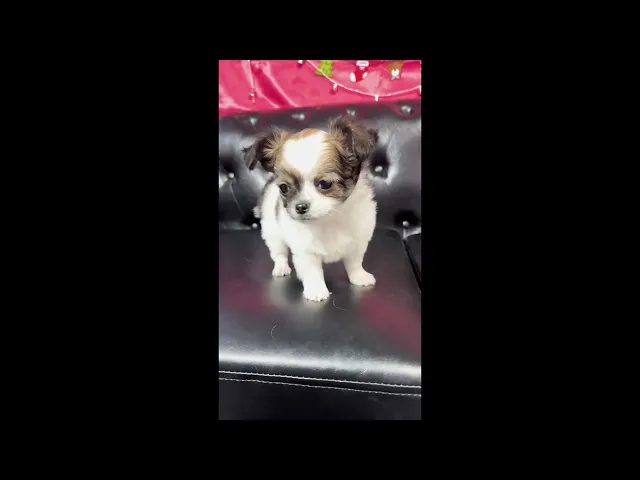 動画