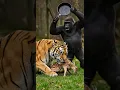 Download Lagu The Gorilla Strikes the Tiger Holding a Deer with a Frying Pan… Will It Let Go? (AI Generated)