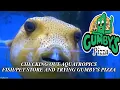 Browsing Aquatropics a neat store and trying Gumby s Pizza - Gainesville Florida