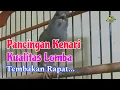 Download Lagu Ampuh \u0026 Efektif..!! Pancingan dan Masteran Kenari Gacor Full Isian Durasi Panjang [LS_157]