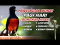Download Lagu 🔴 LIVE - Pancingan Murai Batu Pagi Hari Full Isian Tembakan kasar Murai Macet Pasti Nyaut