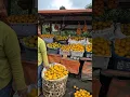 Download Lagu orange picking 🍊 in indonesia 🇮🇩 #indonesia #trending #vuralvideo #orange picking