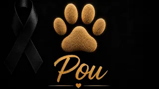 Obrigado, Pou. Você faz falta todos os dias... Essa casa ficou silenciosa sem você. 🐾💔