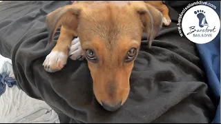 Our Little Friend is Sick! (S2 E70 Barefoot Sail and Dive)