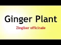 GINGER The Healing Brew