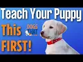 Puppy s First Training with Susan Garrett Shaping Targeting and Collar Conditioning