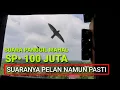 Download Lagu suara walet ini sangat khas. suaranya pelan tidak terlalu cerewet namun jernih. mudah mudahan berkah