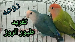 تغريد طائر الروز 
