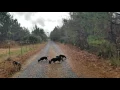 Roark s Blackcreek beagles
