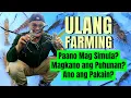 Download Lagu Ulang Farming, Paano Mag Simula at Magkano ang Puhunan