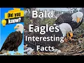 Did You Know These Facts About Bald Eagles