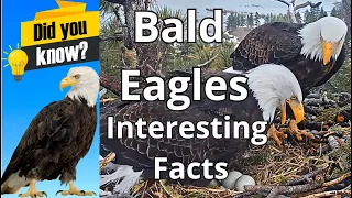 did you know these facts about bald eagles