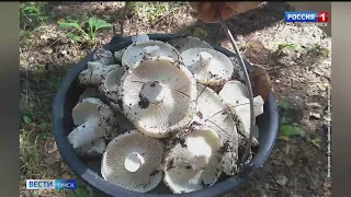 Омские грибники вёдрами собирают грузди