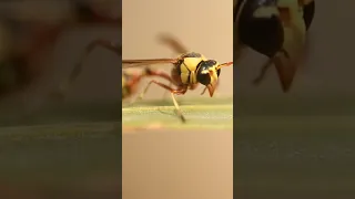 لدغة الدبور خطيرة جدا في بعض الحالات يمكن أن تكون قاتلة لشخص مصاب بالحساسية 