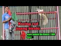 Download Lagu Kapas tembak kucing red buang birahi || Latberan PBI Arai Pinang