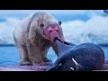 Download Lagu POLAR BEAR ─ Deadliest Beast of the Arctic