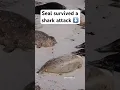 Download Lagu The seal that lived  #seal