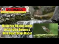 Download Lagu Masteran Sikatan Londo Untuk Isian Burung dan Terapi Macet