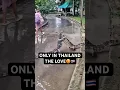 Download Lagu Only in Thailand Love is everywhere 😍🇹🇭 #shorts #bangkok #funny