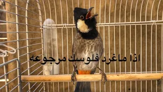 تغريد بلبل فحل لفتح البلابل القافله إذا ماغرد بلبلك فلوسك مرجوعه  تغريد بلبل فحل لفتح البلابل القافله إذا ماغرد بلبلك فلوسك مرجوعه