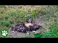 He Refused to Leave This Hawk Behind