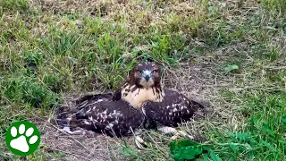 He Refused to Leave This Hawk Behind🥹❤️