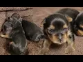 Yorkie Puppy Timelapse Newborn to 2 Weeks