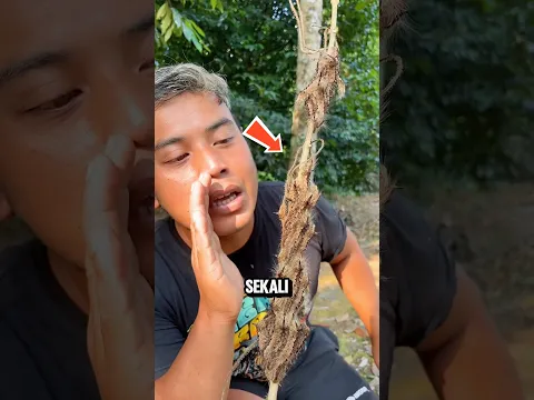 Kenapa Ulat Joget Waktu Denger Suara‼️😱