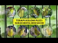 Download Lagu Terapi Koloni Pleci AMPUH Naikan Mental dan Bikin Gacor