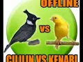 masteran kenari cililin dengan jeda cocok buat malam hari