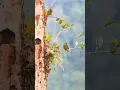 Download Lagu Two Parrots, One Friendship | Magical Rainforest Moments in 📍Mindo, Ecuador