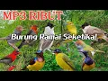 Lagu SUARA PIKAT BURUNG RIBUT ALAM ASLI | AUTO RAMAI  BERDATANGAN