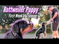 Best Rottweiler Puppy Training - 1st Week of Training
