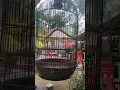 Kicau burung KEPREK gacoor coor