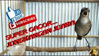 Download JONGKANGAN PIKAT FULL GACOR MP3