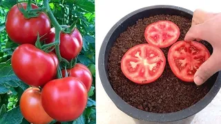 نصيحة اذا وجدت ثمرة طماطم خربانه ازرعها مباشر 