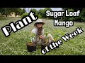 Plant of the Week | 'Sugar Loaf' Mango
