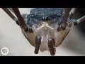 Download Lagu Daddy Longlegs Risk Life ... and Especially Limb ... to Survive | Deep Look
