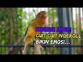 Download Lagu Burung KENARI Gacor !! Suara PANCINGAN KENARI PAUD Belajar BUNYI Ngeriwik - MASTERAN Kenari PAUD