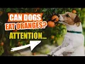 Can DOGS EAT ORANGES The Truth
