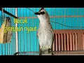 Download Lagu pancingan trucukan untuk trucuk bahan/giras/macet bunyi di jamin langsung nyaut